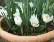 Bloembollenparade 2024 van Natural Bulbs en Gardeners' World