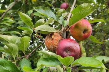 Afbeelding voor Appelboom ziektes: herken (en voorkom) problemen