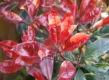 glansmispel 'Red Robin'snoeien