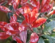 glansmispel 'Red Robin'snoeien