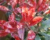 glansmispel 'Red Robin'snoeien