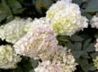 pluimhortensia snoeien