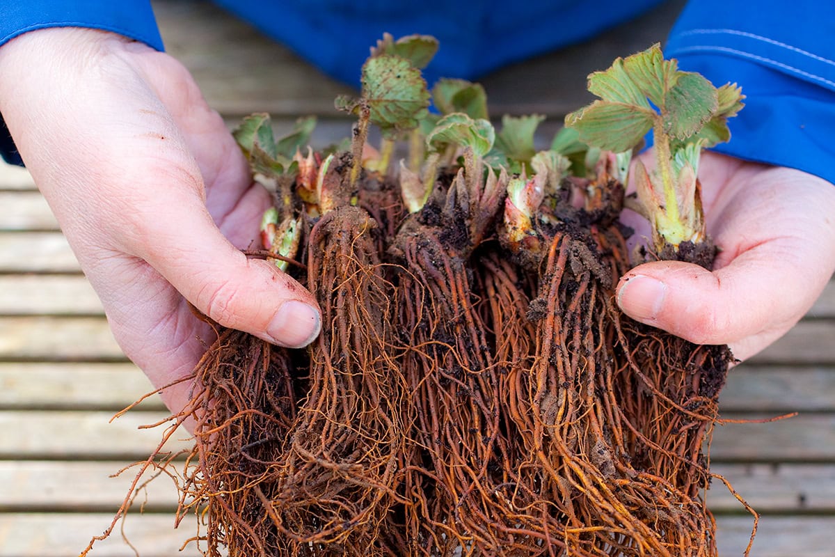 Aardbeien plantjes met kale wortels in handen