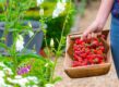 Vrouw houdt mand met verse aardbeien vast in tuin.