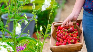 Vrouw houdt mand met verse aardbeien vast in tuin.
