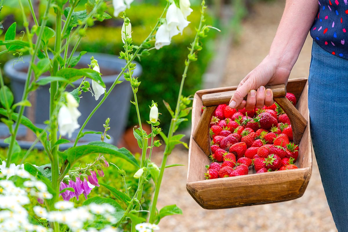 Vrouw houdt mand met verse aardbeien vast in tuin.