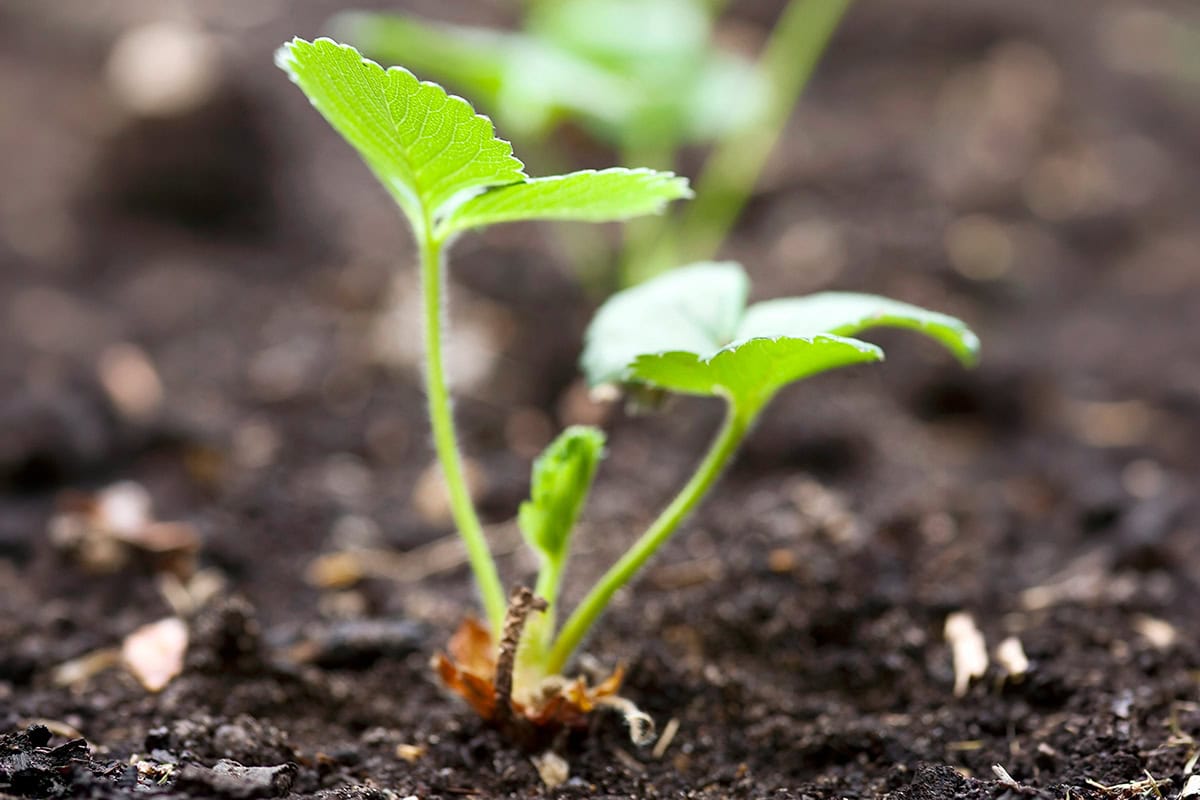 Plantje met groene bladeren in de aarde.