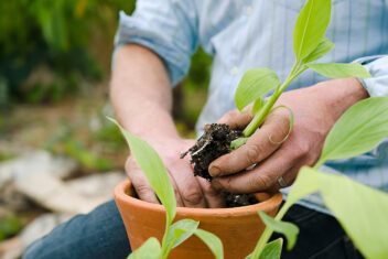 Handen doen potgrond bij stekken van bananenplant in pot.
