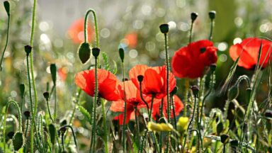 thumbnail voor Zaaien in september: deze bloemen kun je nu zaaien