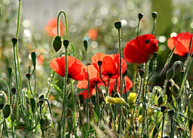 Cover voor Zaaien in september: deze bloemen kun je nu zaaien