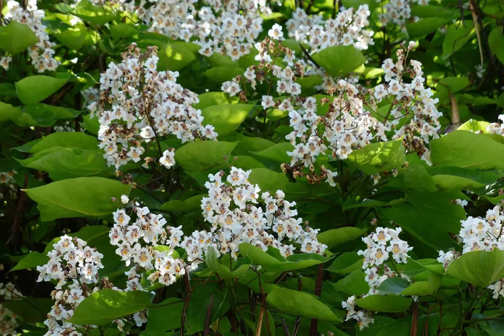 Catalpa snoeien wanneer en hoe