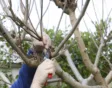 Catalpa snoeien wanneer en hoe