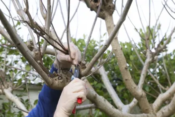 Catalpa snoeien wanneer en hoe