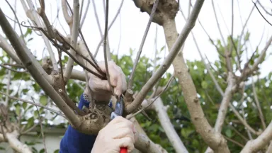 Catalpa snoeien wanneer en hoe