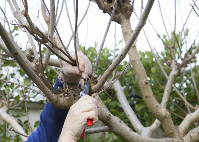 Catalpa snoeien wanneer en hoe