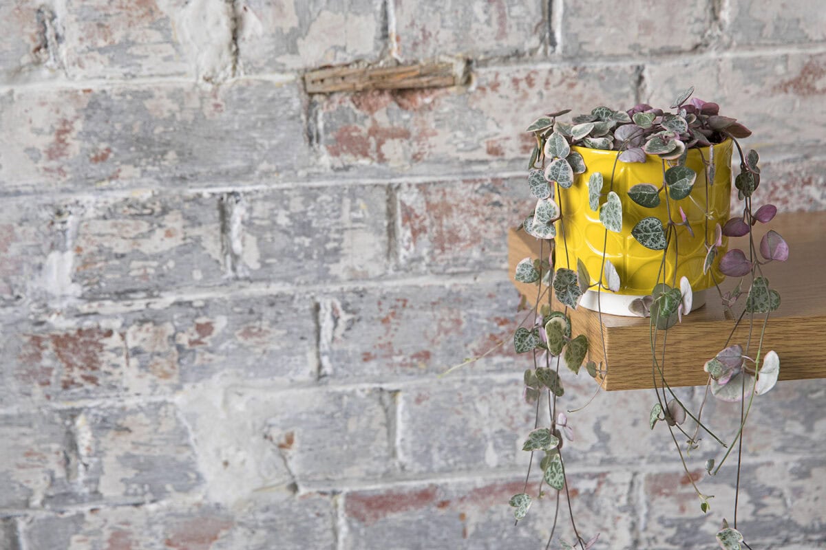 Chinees lantaarplantjes op een schap bij de muur.