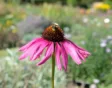 Dit kun je nu doen in de tuin: week #37 september