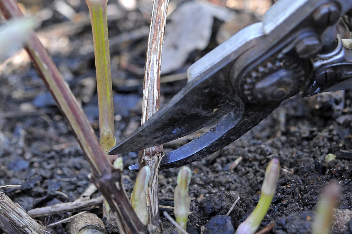 Clematis pagoda snoeien