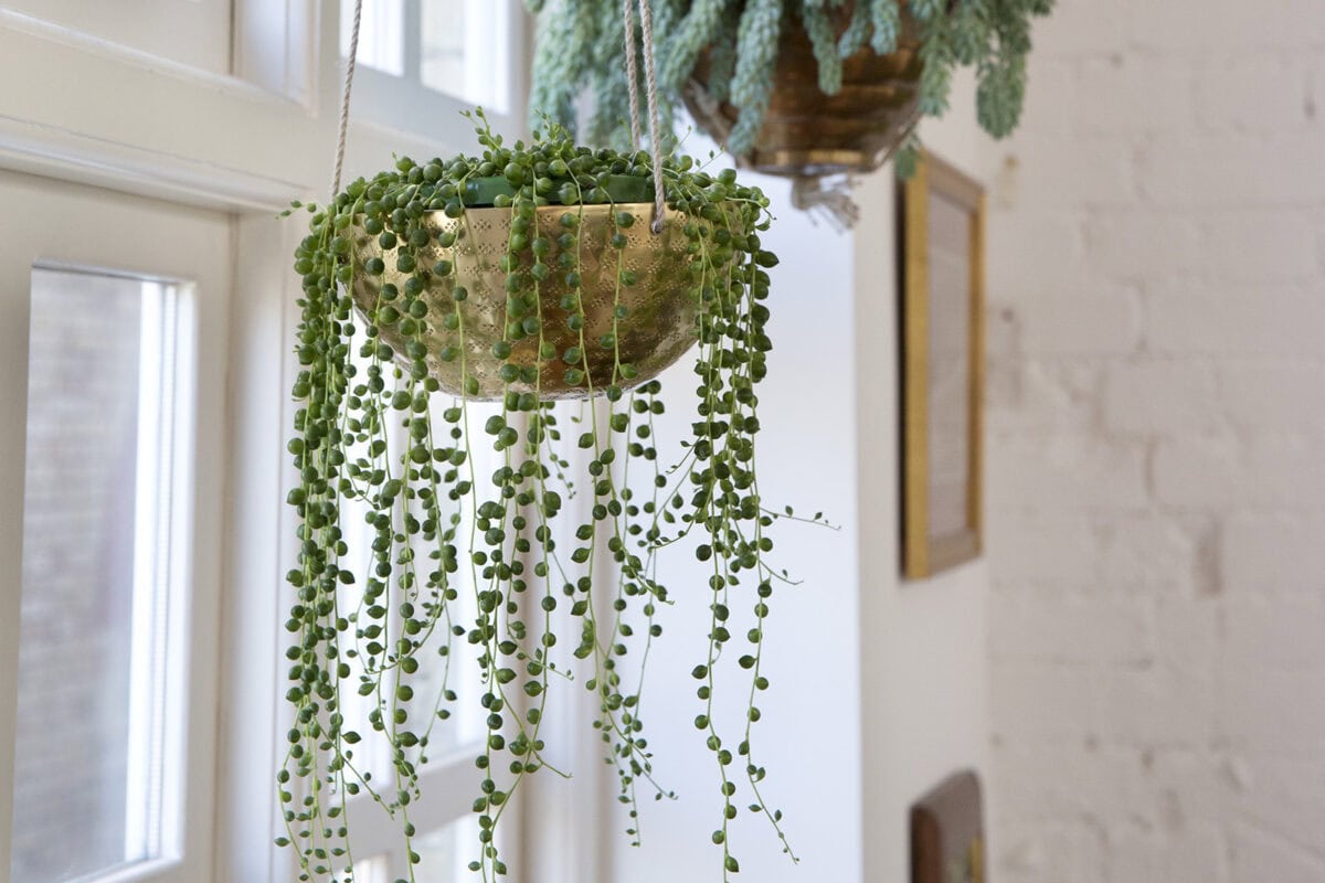 Hangplant binnen: erwtenplant met groene slierten.