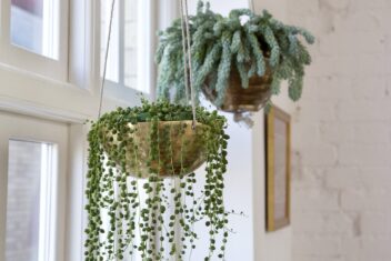 Twee hangplanten voor het raam.