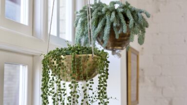 Twee hangplanten voor het raam.