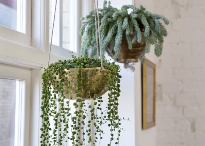 Twee hangplanten voor het raam.