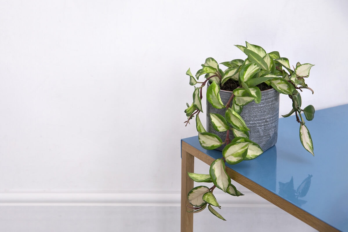 Hoya carnosa tricolor, een handplant op een blauwe tafel.