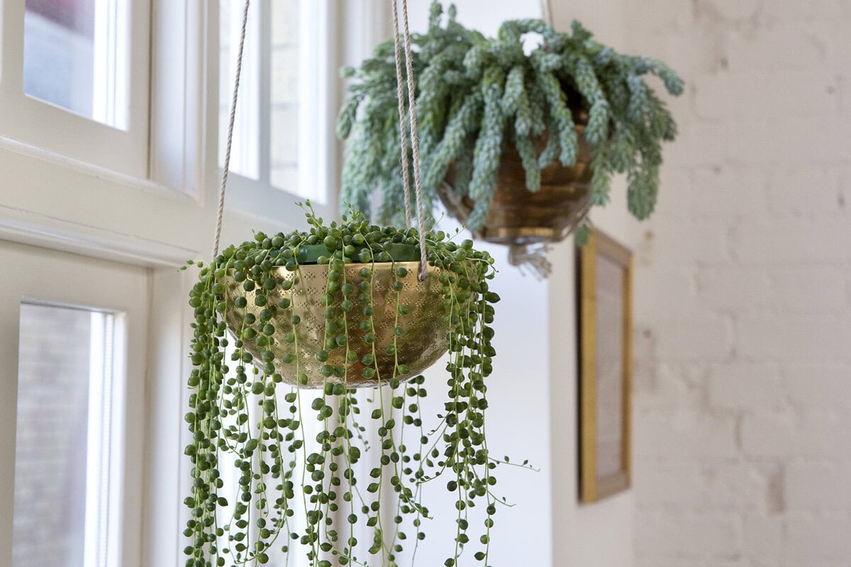 Twee hangplanten voor het raam.