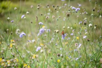 Bloeiende inheemse bloemenweide met vlinder
