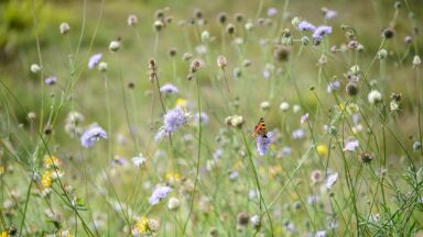 Bloeiende inheemse bloemenweide met vlinder