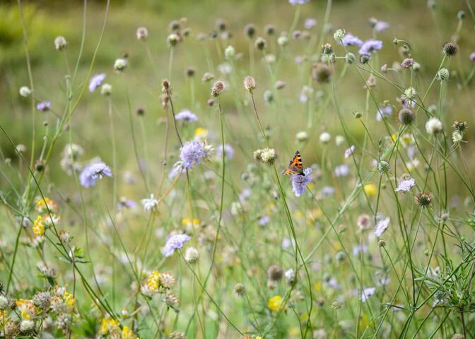 Bloeiende inheemse bloemenweide met vlinder