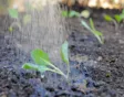Tuin ideeen klein budget; water geven, besparen
