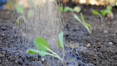 Tuin ideeen klein budget; water geven, besparen