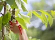 Kersenboom snoeien wanneer en hoe