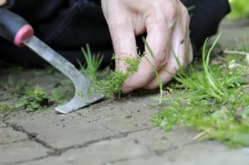 Onkruid verwijderen tussen tegels