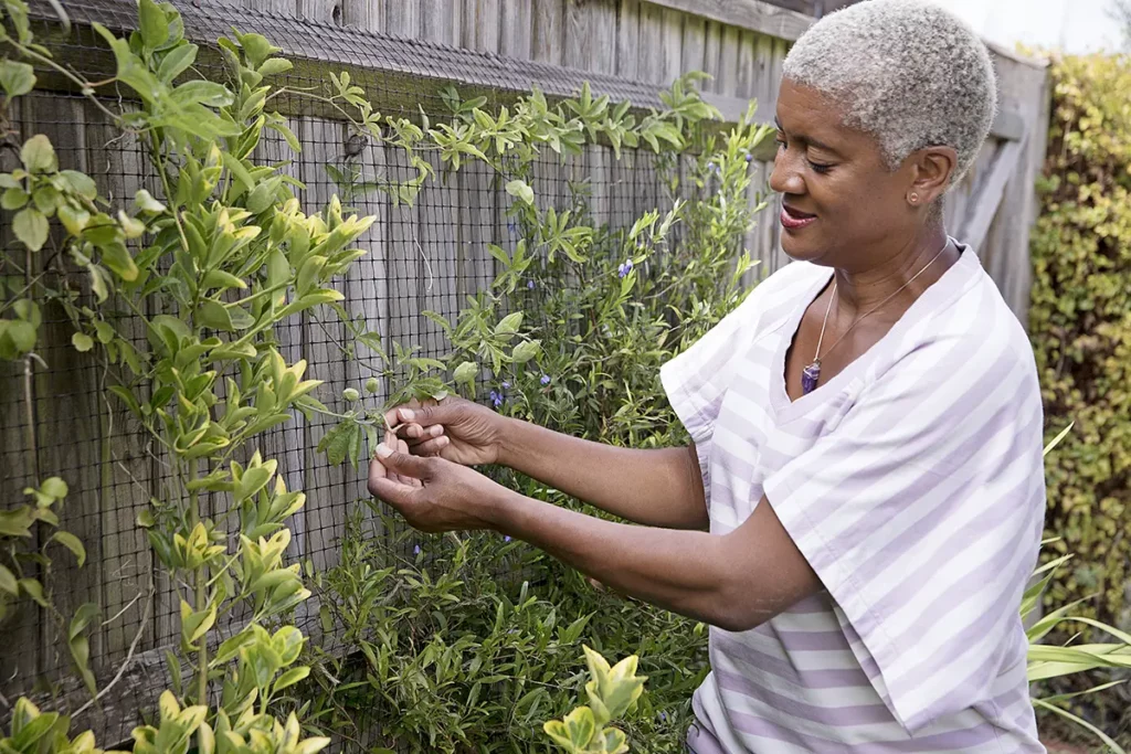 Passiebloem snoeien aan de schutting