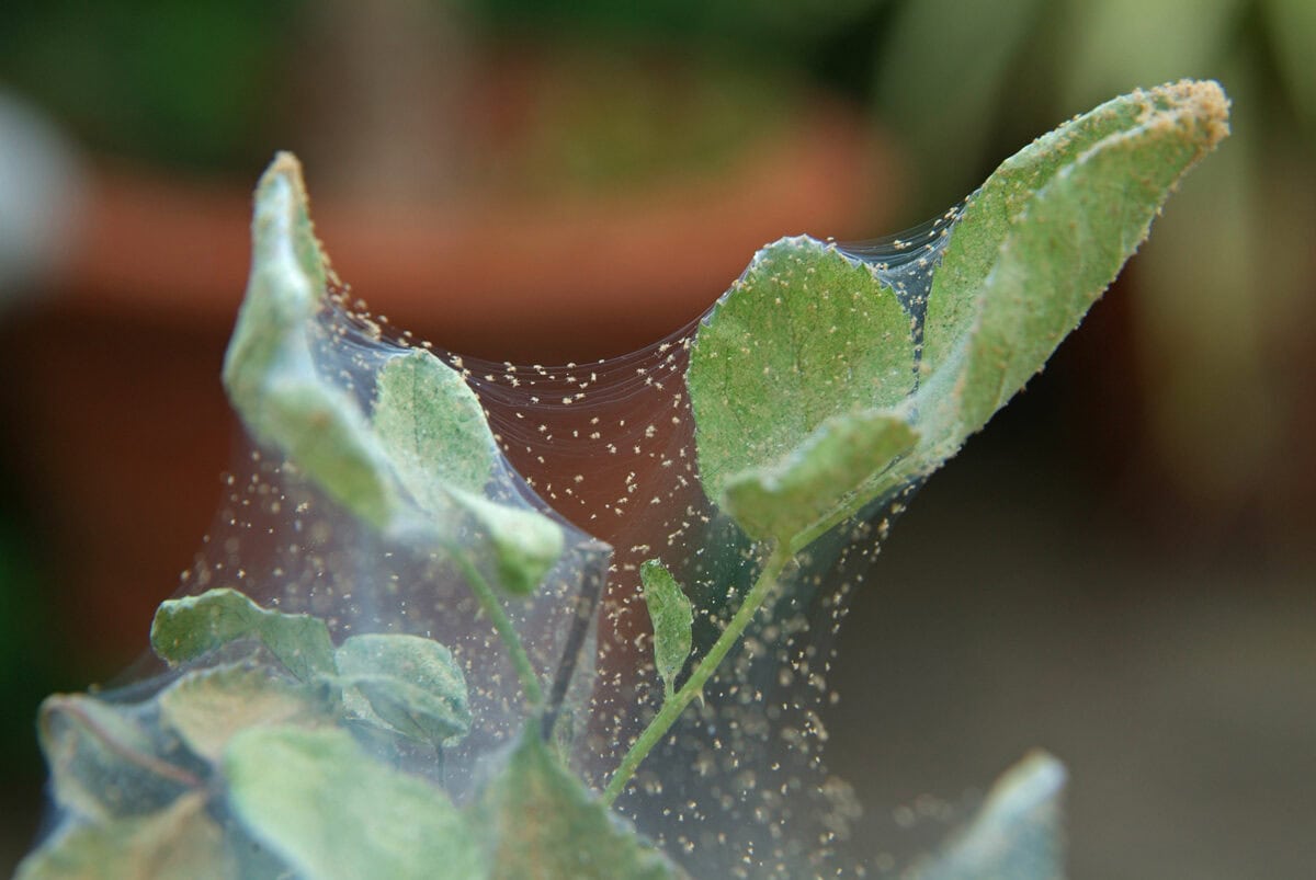 Het web van spintmijt op een plant.