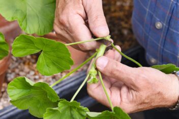 Pelargonium wordt afgesneden met mes