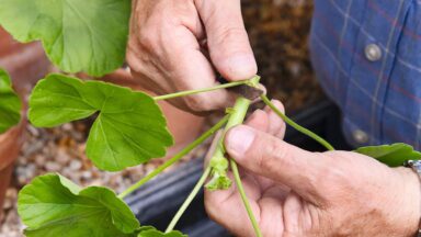 Pelargonium wordt afgesneden met mes