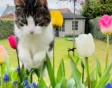 Win tulpen en blauwedruifjes met het pakket Bloemen voor het hele gezin van Natural Bulbs.