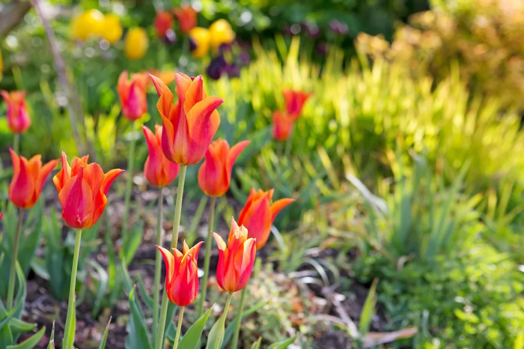 Plant tulpen in een border of pot.