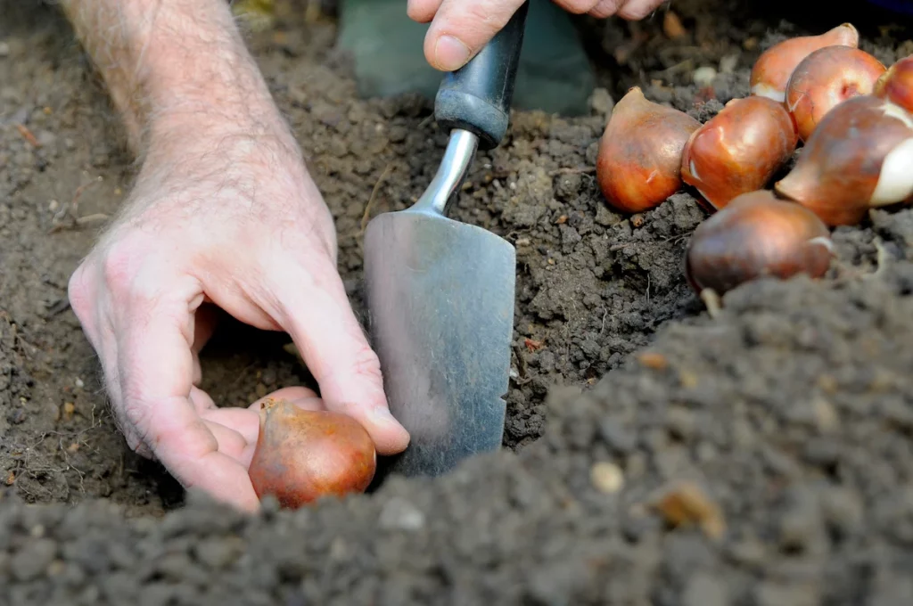 Lees hier hoe je deze bloembollen plant!