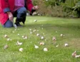Verwilderingsbollen