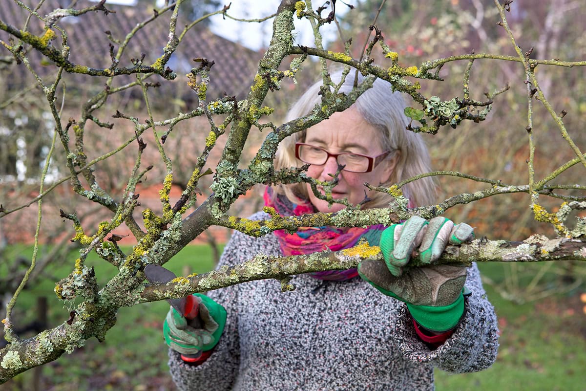 Vrouw zaagt tak af van appelboom