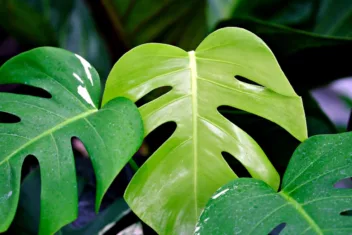 Monstera deliciosa