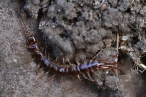 Gewone duizendpoot (Lithobius forficatus)