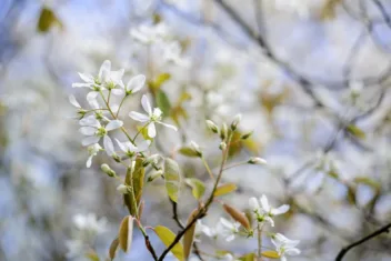 Krentenboom met witte bloemen.
