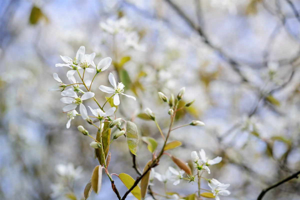Krentenboom met witte bloemen.