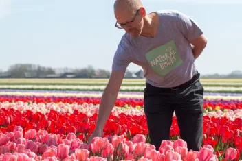 Biologische bloembollen; tulpenveld