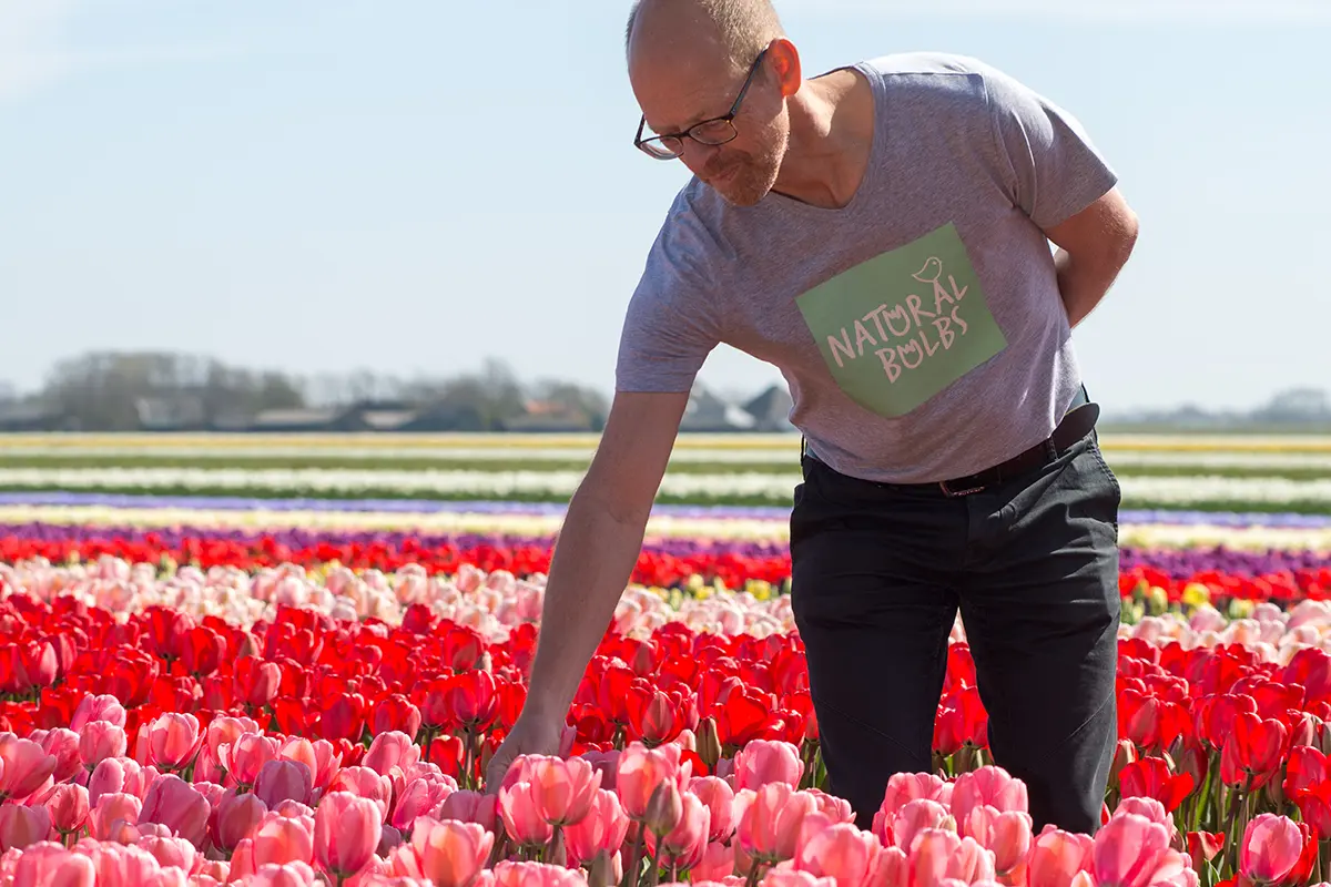 Biologische bloembollen; tulpenveld